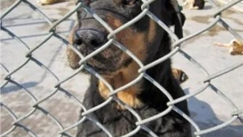 Hayvanları Öldürmek Hala ''kabahat''