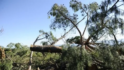 Ormandan Ağaç Kesilmesine Tepki