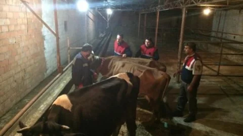 İnternetten İnek Satmaya Kalkınca Dolandırıldı