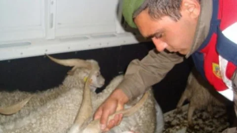 Kurbanlık Keçi Hırsızları Yakalandı