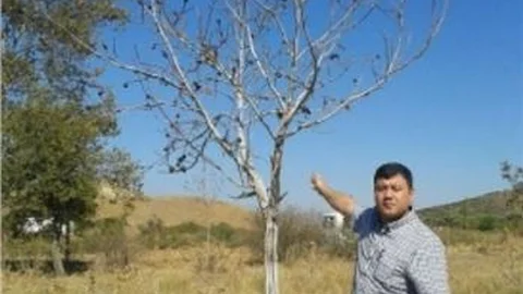 (özel Haber) - Tire'de 200 Ceviz Ağacı Susuzluktan Telef Oldu