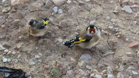 Suriye'ye götürülürken yakalanan saka kuşları doğaya bırakıldı!