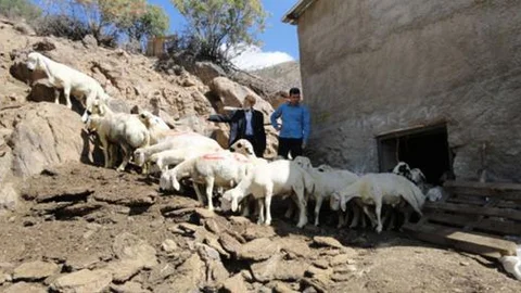 Yetimler sultanı projesi!