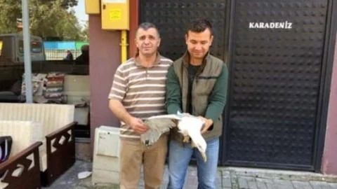 Yaralı Martı Tedavi Edildikten Sonra Doğaya Salındı
