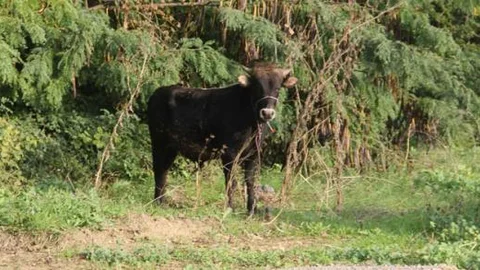 İpini koparan danayı yakalama operasyonu!