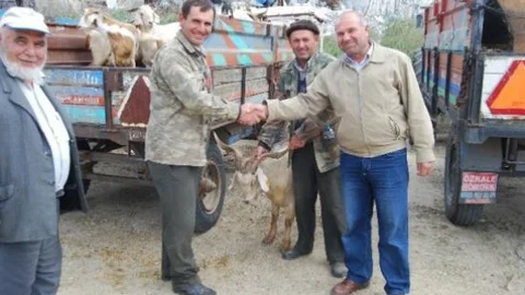 Malkara'da Kurbanlık Satışları Sürüyor