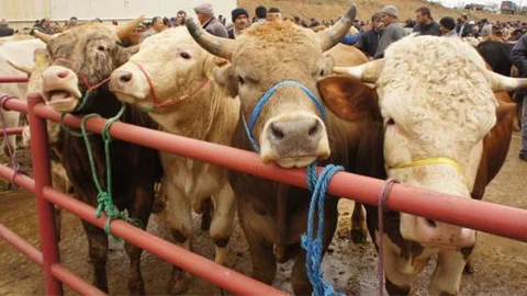 İslam dini hayvan haklarını korumayı emreder!