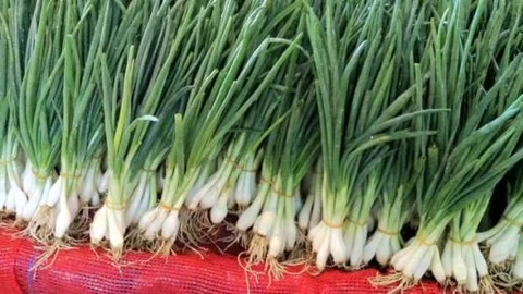 Yeşil soğan zam şampiyonu!