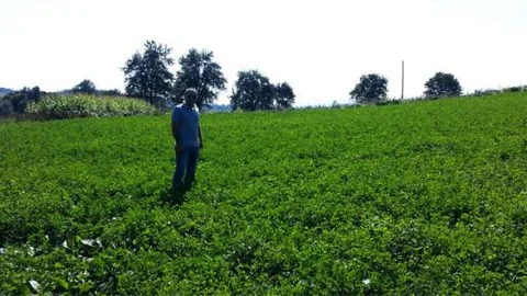 Korgan'da yonca ekimine başlandı!