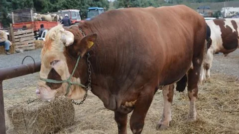 13 bin liralık 'Şampiyon Osman' görücüye çıktı!