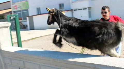 Firari keçi zor anlar yaşattı!