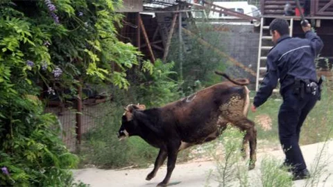 Bursa'da polis-boğa kovalamacası!