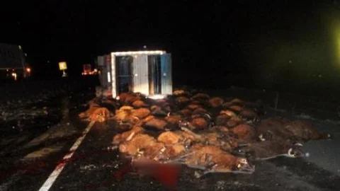 Kars'ta Tır Şarampole Uçtu