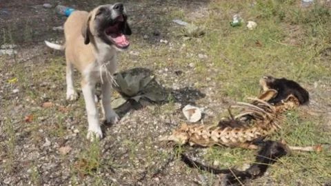 (özel Haber) Yürek Burkan Vefakarlık