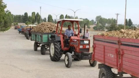 Şeker Pancarı Alımı Başladı