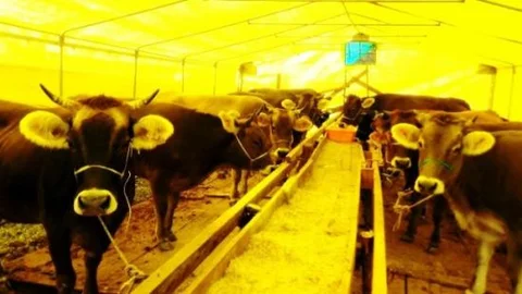 Giresun'da Kurbanlıklar Pazara İndi