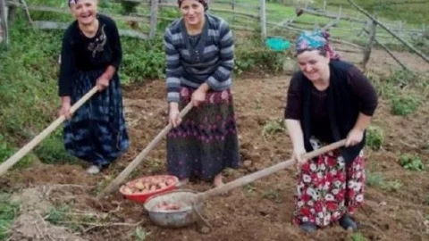 Yaylalardan Dönüş Hazırlıkları Patates Hasadı İle Başladı