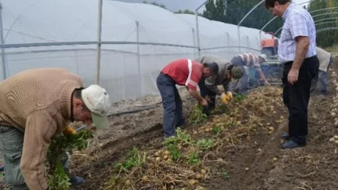 İlk Milli Patates Tohumunun Hasadı Yapıldı