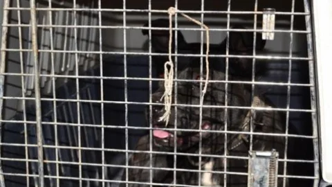 Polis Bor'da Pitbull Gezdiren Şahsa İşlem Yaptı