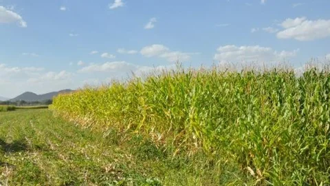 Silajlık Mısırda Hasat Dönemi Başladı