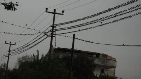 Kırlangıç Göçüne Yağmur Engeli