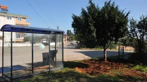 Akçakoca'da Sökülen Ağaç Başka Alana Dikildi