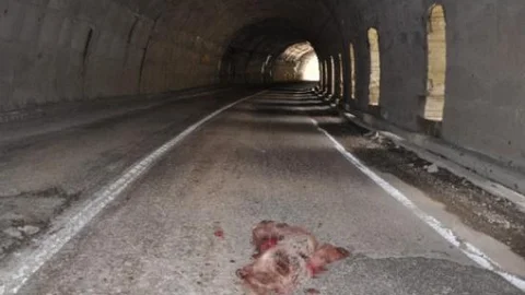 Yavru Ayı Kaza Kurbanı