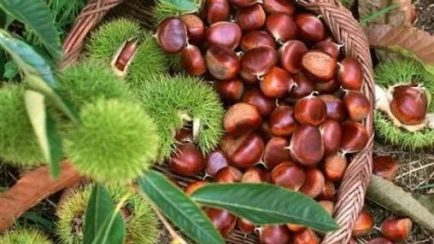 Sonbahar Yağışları Kestane Üreticisinin Yüzünü Güldürdü