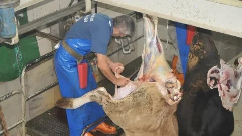 Düzce Belediyesi Kurbana Hazır