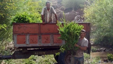 Bayramlık Murt Dalları