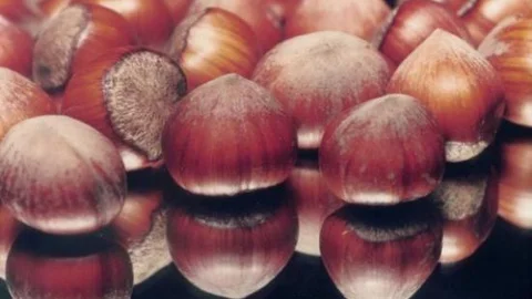 Yeni Sezon Fındık İhracatı 225 Bin Ton