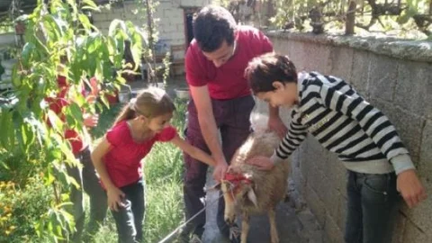 Kınalı Koçlarla Bayram Sevinci