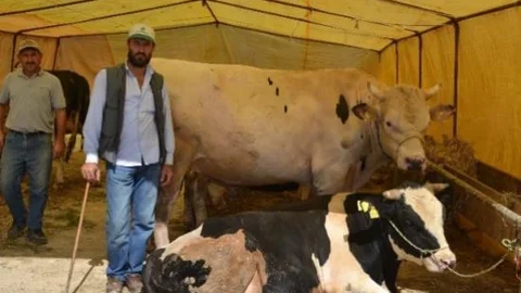 Çerkezköy Kurban Pazarının En Büyük Kurbanlığı 13 Bin Tl'ye Satılıyor