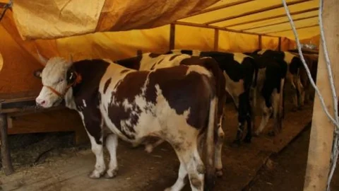 Kurban Pazarında Büyükbaş Hayvanlar Tükendi