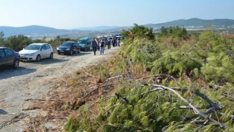 Foça'daki Ağaç Kesimlerine Tepki Gösterdiler