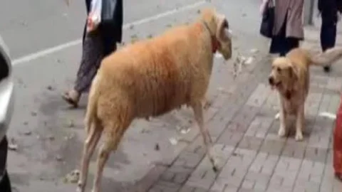 Kurbanlık koç köpeği böyle kovaladı!