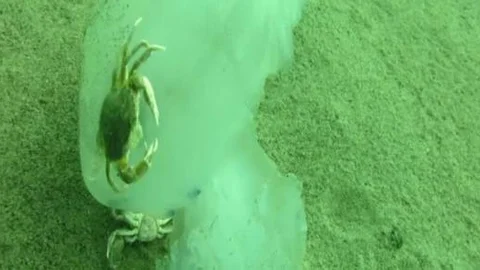 Yengeçler deniz anasına böyle saldırdı!