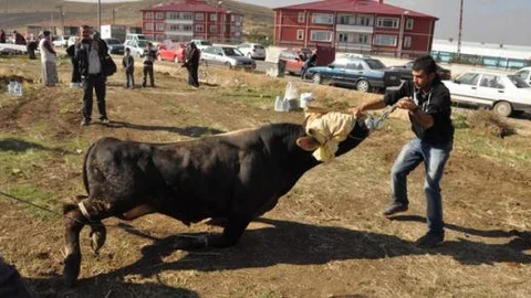 Yozgat'ta kurbanlık boğa kaçtı!