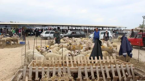 Kurbanlıklar elde kaldı!