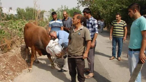 Kaçan kurbanlık dana sokakları birbirine kattı!