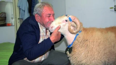 Kesmeye kıyamadığı koçun bayramlaşmaya çıkardı!
