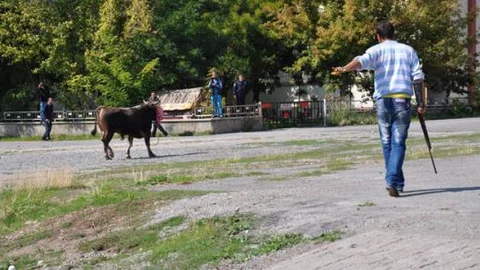 Sivas'ta kaçan boğa ortalığı birbirine kattı!