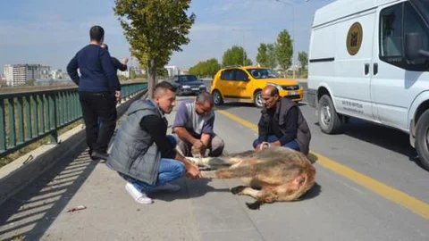 Hipodroma giren danaya otomobil çarptı!