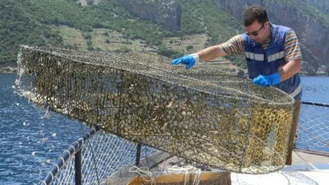 Tam 45 ton ağ çıkarıldı!