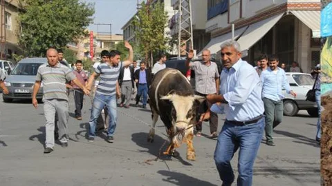 Kaçan boğalar zor anlar yaşattı!