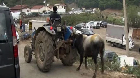Kurbanlık hayvana akılalmaz eziyetler kamerada!