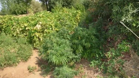 Bingöl'de 27 Buçuk Kilo Esrar Ele Geçirildi