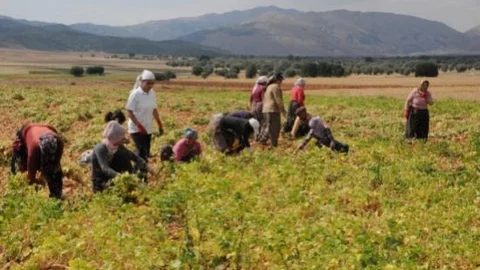 Organik Kuru Fasulyenin Hasadı Yapılıyor