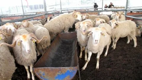 Uşak'ta Kurban Satış Ve Kesim Noktaları Belli Oldu