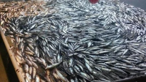 Çanakkale Boğazında İstavrit Ve Kolyoz Bolluğu